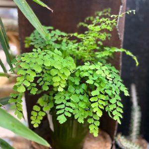 Adiantum raddianum ’Fragrans’