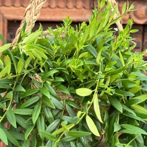 Aeschynanthus Japhrolepis