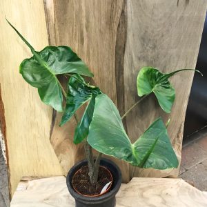 Alocasia macrorrhizos ’Stingray’