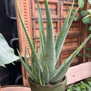 Aloe vera