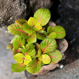 Fittonia albivenis ’Bubble Green’