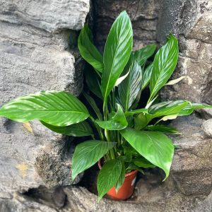 Spathiphyllum wallisii ’Sweet Lauretta’